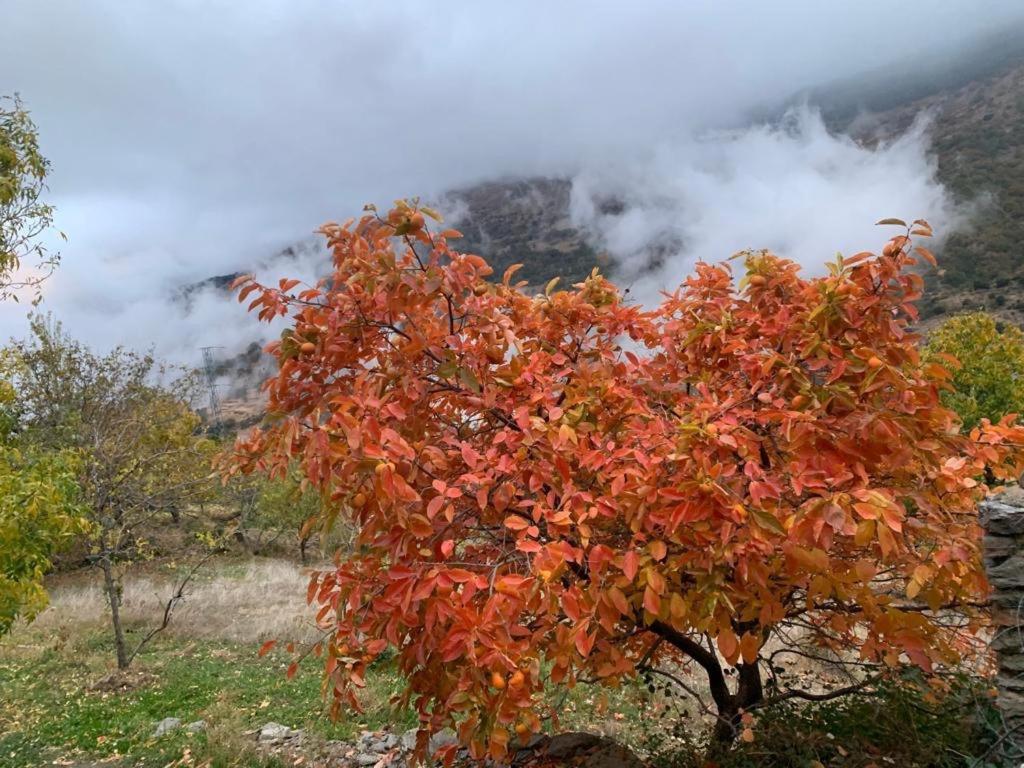 Cortijo Rural El Albercon - Capileira - Alpujarra Ruralヴィラ エクステリア 写真