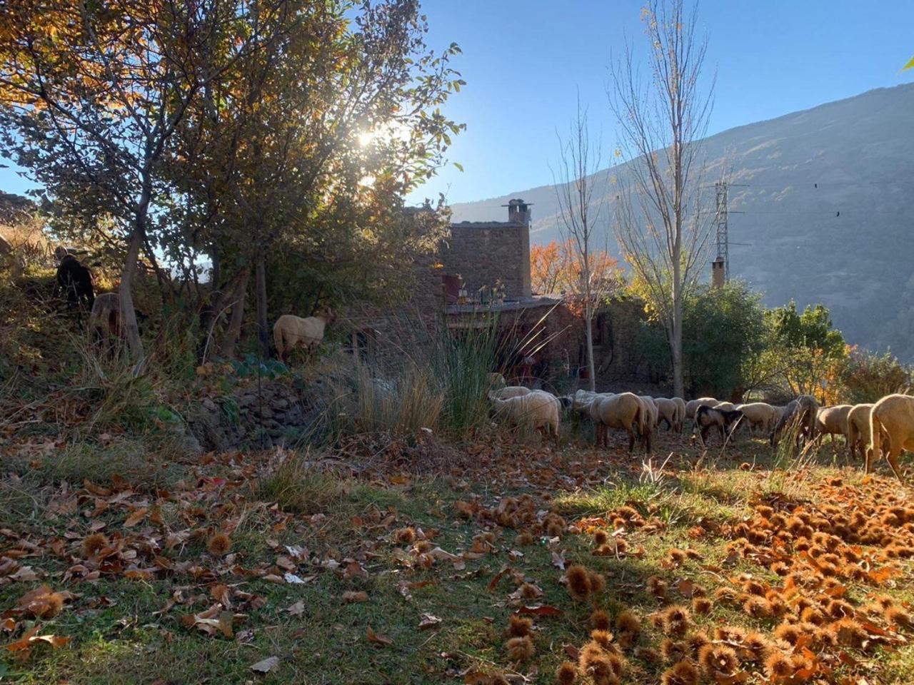 Cortijo Rural El Albercon - Capileira - Alpujarra Ruralヴィラ エクステリア 写真