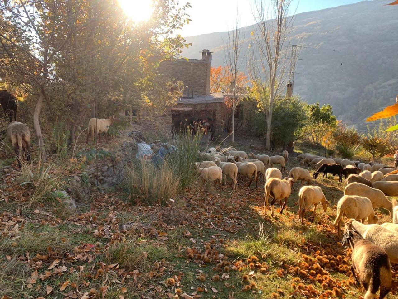 Cortijo Rural El Albercon - Capileira - Alpujarra Ruralヴィラ エクステリア 写真