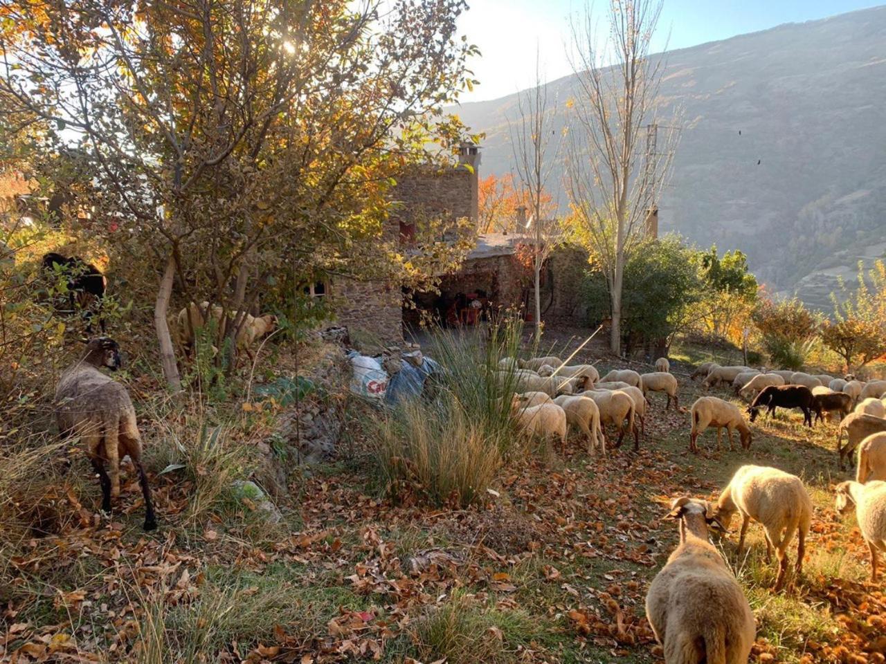 Cortijo Rural El Albercon - Capileira - Alpujarra Ruralヴィラ エクステリア 写真