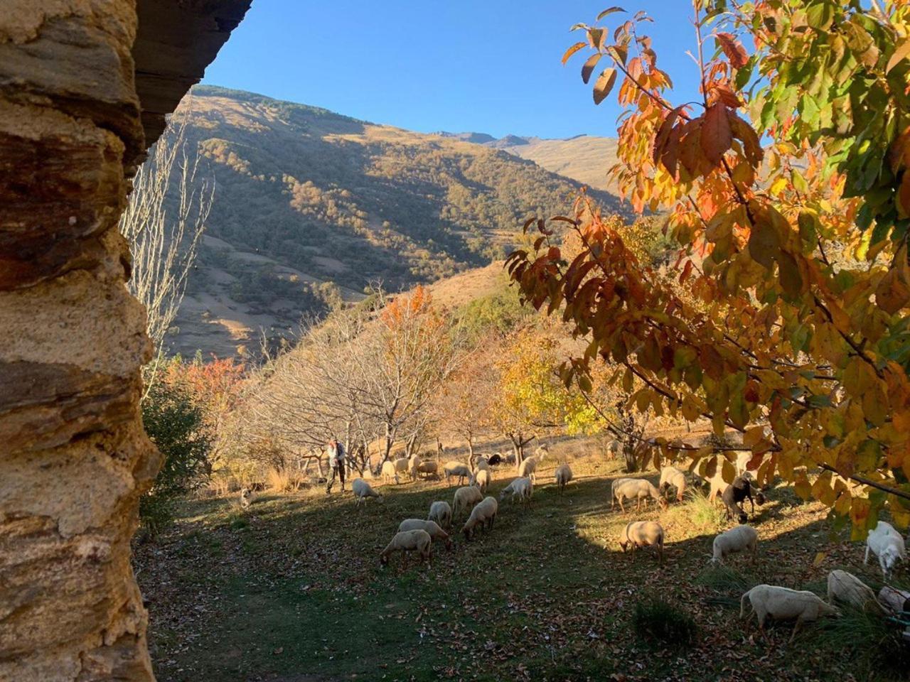 Cortijo Rural El Albercon - Capileira - Alpujarra Ruralヴィラ エクステリア 写真