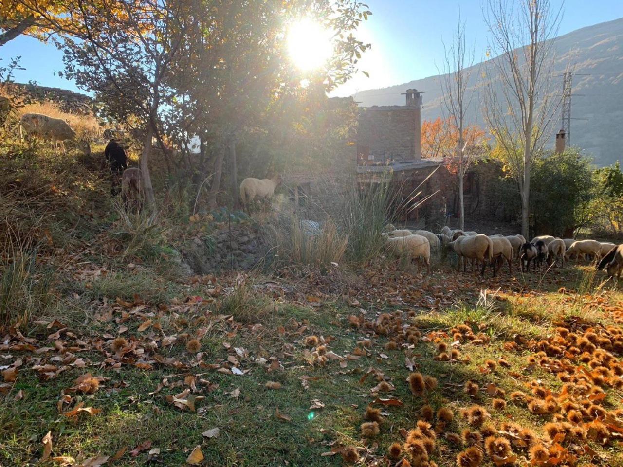 Cortijo Rural El Albercon - Capileira - Alpujarra Ruralヴィラ エクステリア 写真